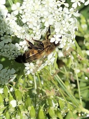 Apis mellifera