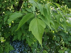 Acer negundo