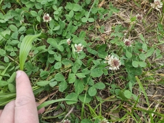Trifolium repens