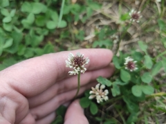 Trifolium repens