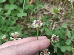 Trifolium repens