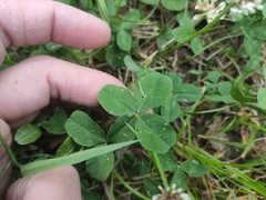 Trifolium repens