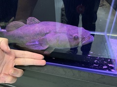 Oxyeleotris lineolata