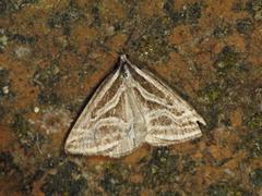 Dichromodes confluaria