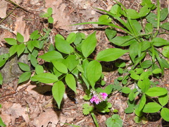 Lathyrus venetus