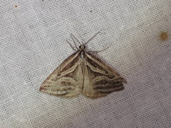 Dichromodes confluaria