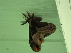 Callosamia angulifera