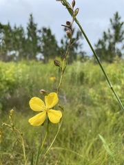Ludwigia virgata