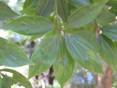Cinnamomum yabunikkei