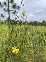 Ludwigia virgata