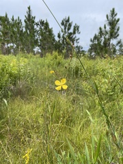 Ludwigia virgata