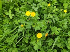 Ranunculus repens