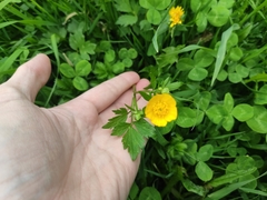 Ranunculus repens