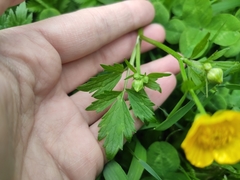 Ranunculus repens