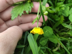 Ranunculus repens