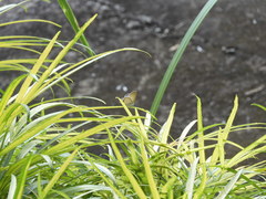 Euchrysops cnejus cnejus