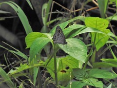 Ypthima baldus newboldi