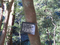 Cinnamomum yabunikkei