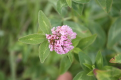 Trifolium pratense — photo 2