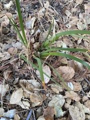 Iris foetidissima