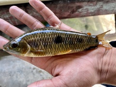Leporinus bahiensis