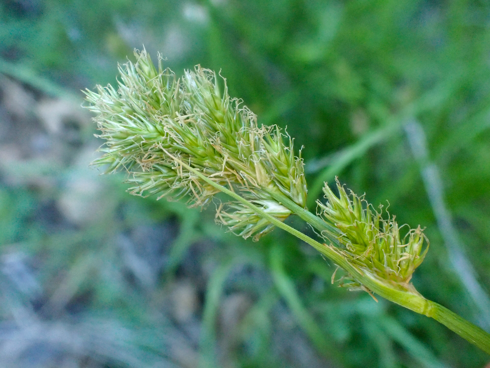 Carex fracta