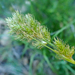 Carex fracta - Photo (c) Chloe and Trevor Van Loon, μερικά δικαιώματα διατηρούνται (CC BY), uploaded by Chloe and Trevor Van Loon