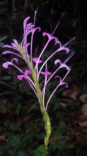 Brachystephanus lyallii