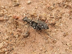 Cylindera collicia