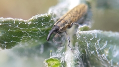 Lixus filiformis