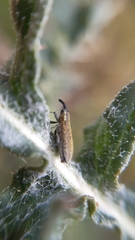 Lixus filiformis