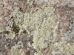 Xanthoparmelia stenophylla