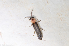 Photinus dimissus