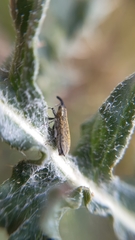 Lixus filiformis