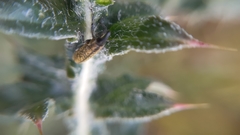 Lixus filiformis