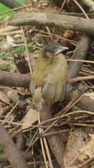 Rubigula flaviventris