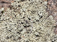 Xanthoparmelia stenophylla