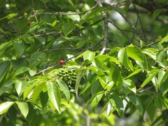 Huberantha cerasoides