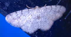 Aethalura intertexta