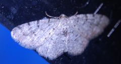 Aethalura intertexta