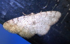 Aethalura intertexta