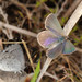 Erina hyacinthina - Photo (c) Linda Rogan,  זכויות יוצרים חלקיות (CC BY-NC-ND)