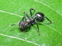 Cephalotes atratus