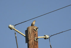 Mimus polyglottos