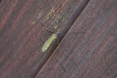 Limonia phragmitidis