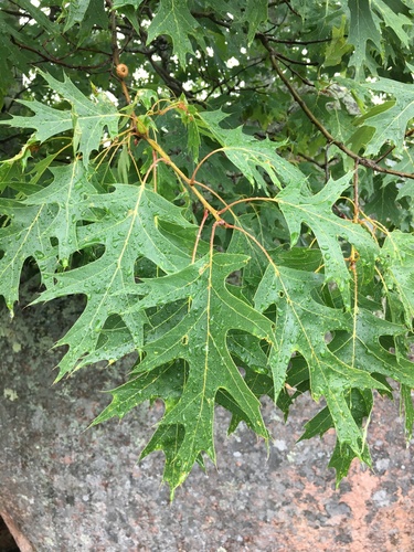 scarlet oak (Quercus coccinea var. coccinea)