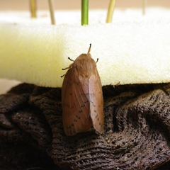Borocera cajani