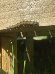 Aglais urticae