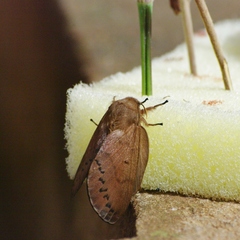 Borocera cajani