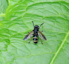 Temnostoma bombylans
